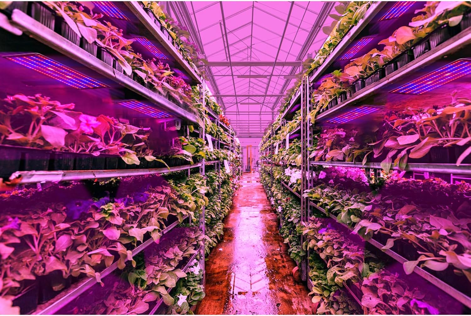 LED Quantum Växtbelysning Panel för tillväxt och färgfrämjande – Med justerbart ljusläge