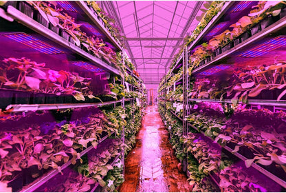 LED Quantum Växtbelysning Panel för tillväxt och färgfrämjande – Med justerbart ljusläge