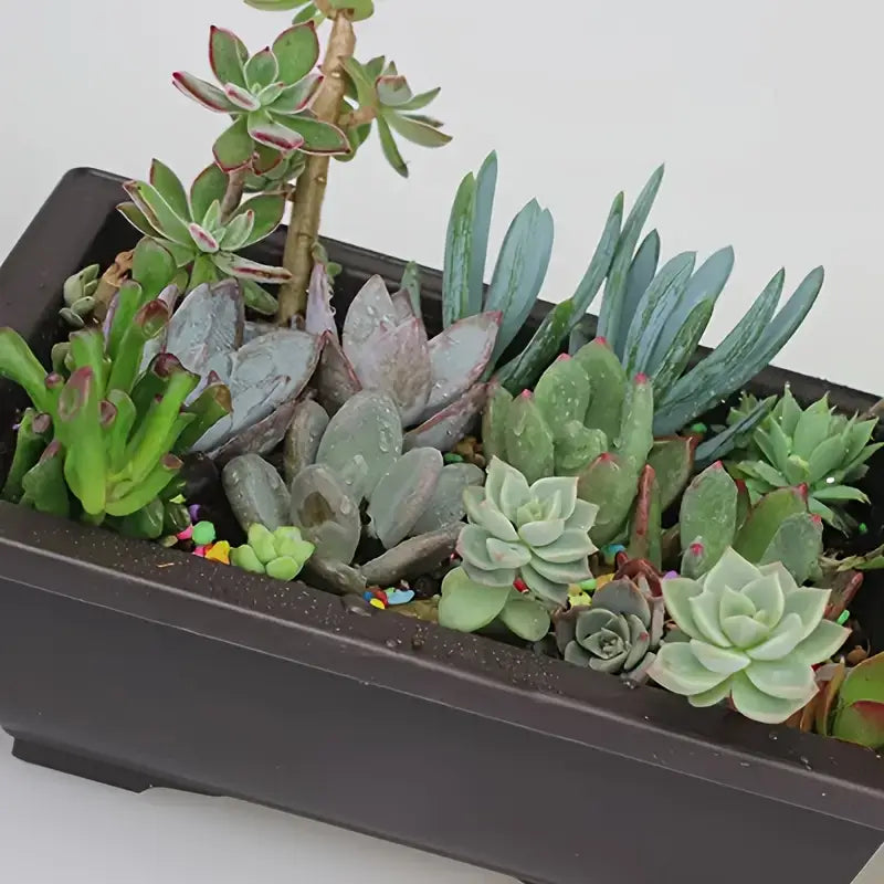 Planter med fat – Rektangulär blomkruka för trädgård och balkong