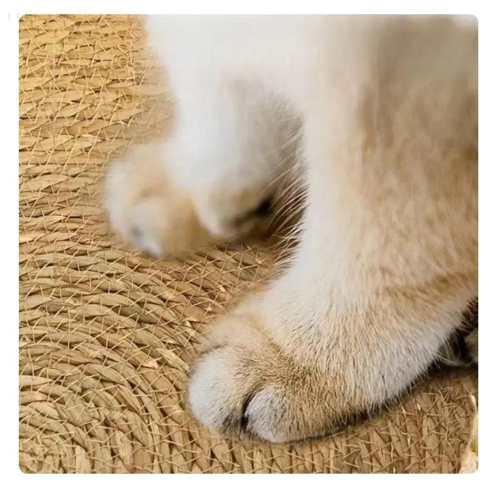 Cloud Nest - Supermjuka och Mysiga Kattkorgar