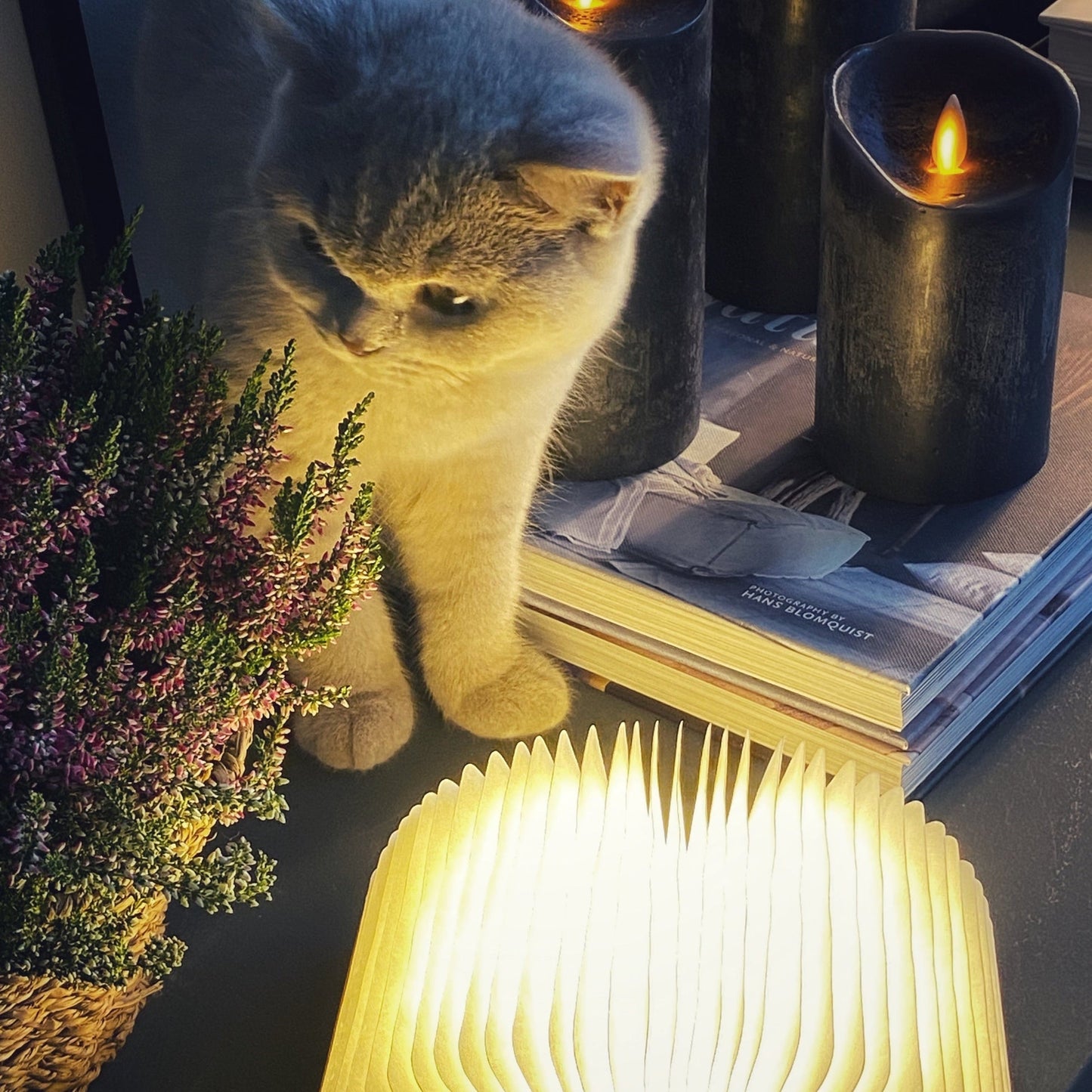 ReadEase - Flexibel bokljus för mysiga läshörnor