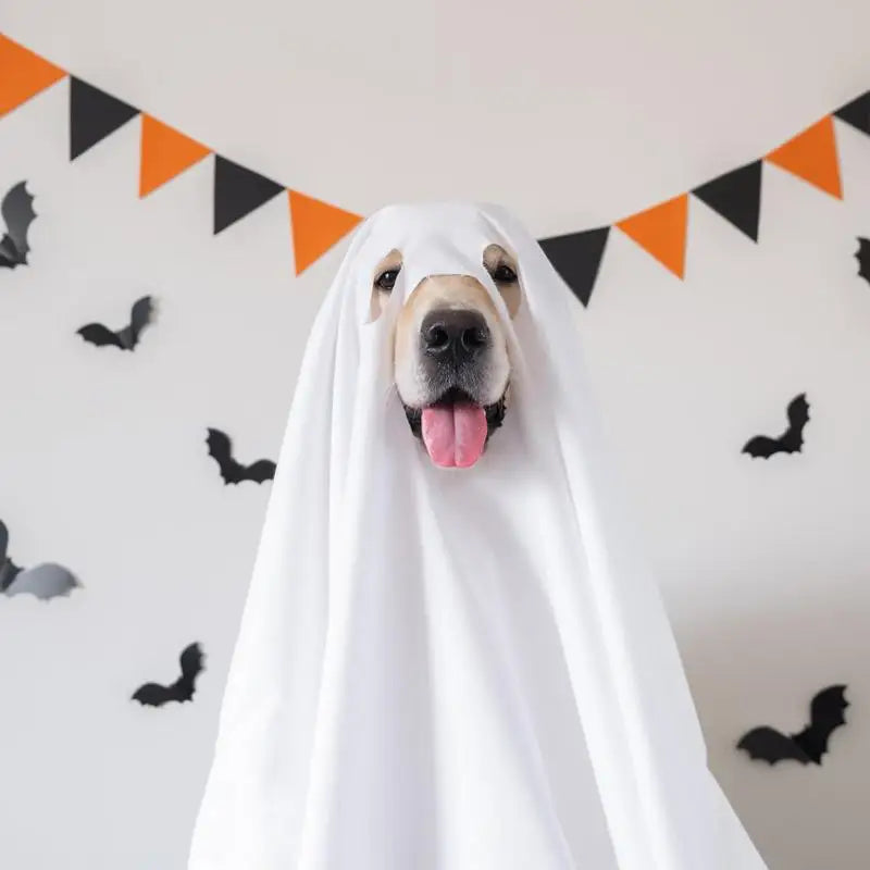 Ghost Dog Halloween-kostym
