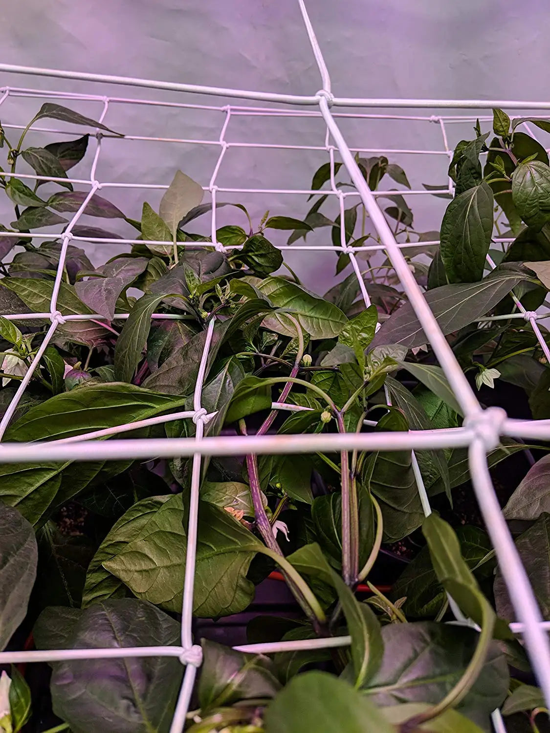 Carvallo Net | Elastiskt klätternät med krokar | 10 × 10 cm maskor | För växthus, växter och hydroponik