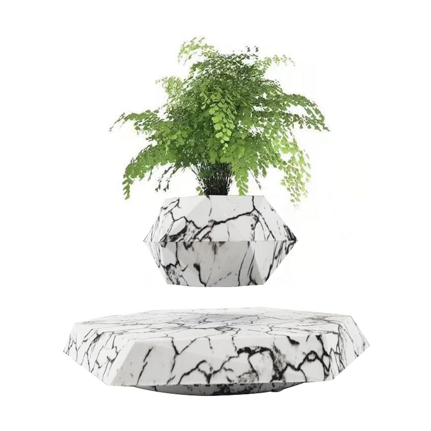 Carvallo – Din växt i svävning!