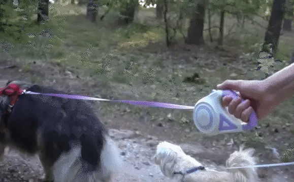 Luxora Utdragbar Hundkoppel med LED-lampa och Komforthandtag