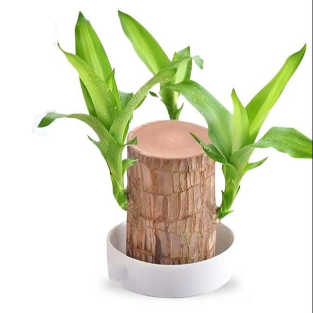 Royallure Lucky Brazilian Wood Plant – Låg underhåll luft renande inomhus växt
