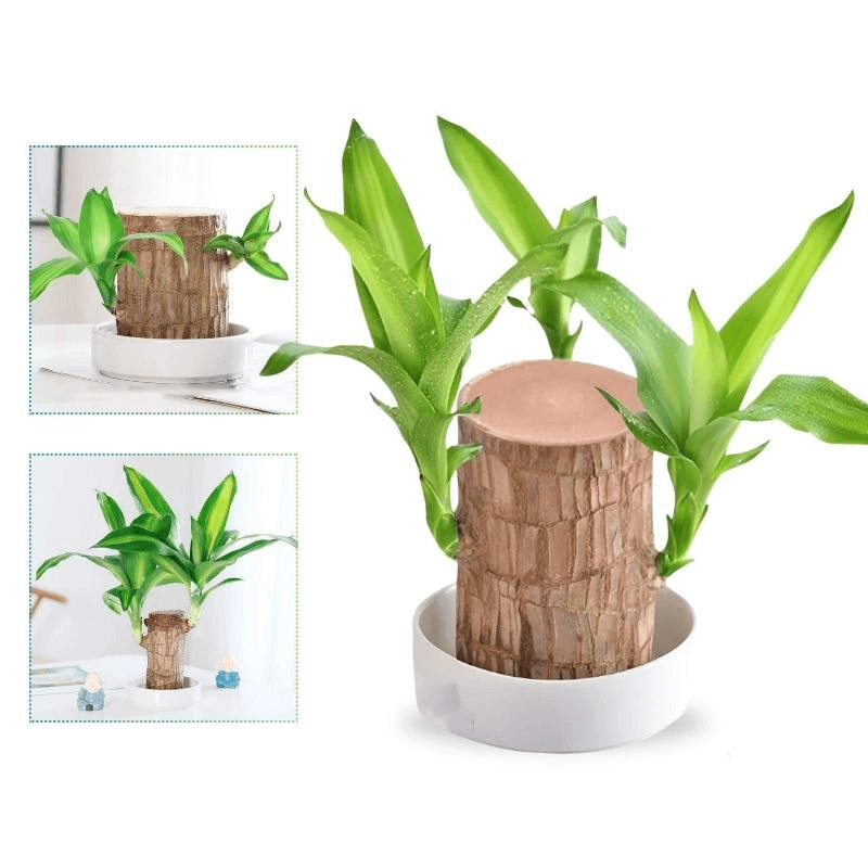 Royallure Lucky Brazilian Wood Plant – Låg underhåll luft renande inomhus växt