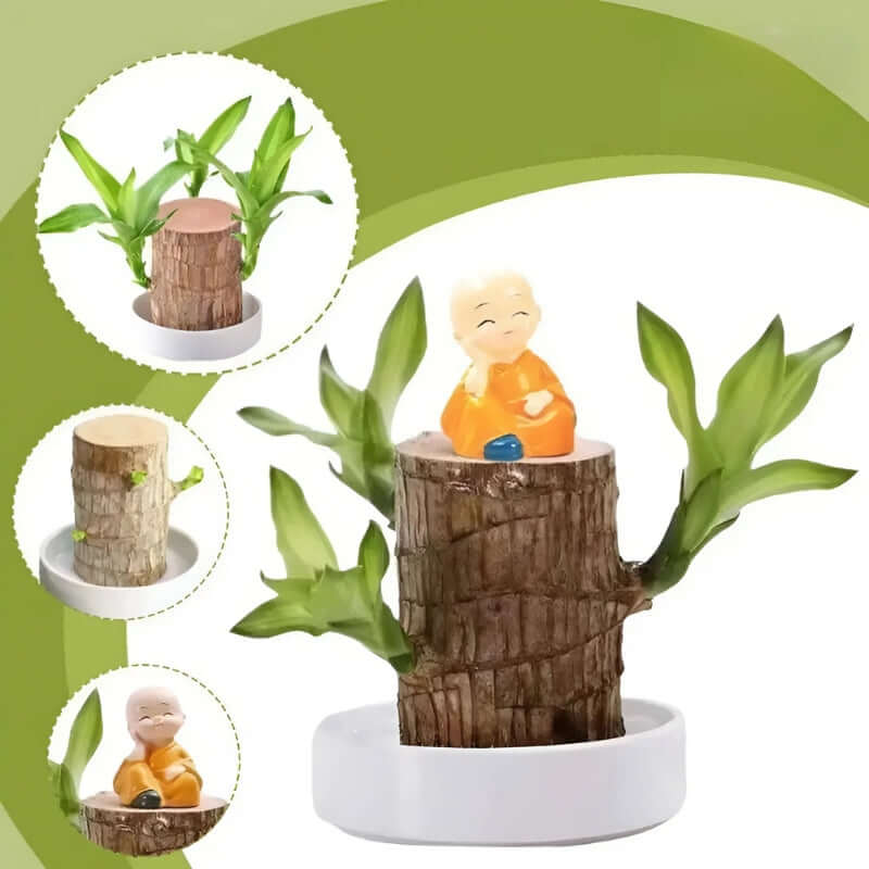 Royallure Lucky Brazilian Wood Plant – Låg underhåll luft renande inomhus växt