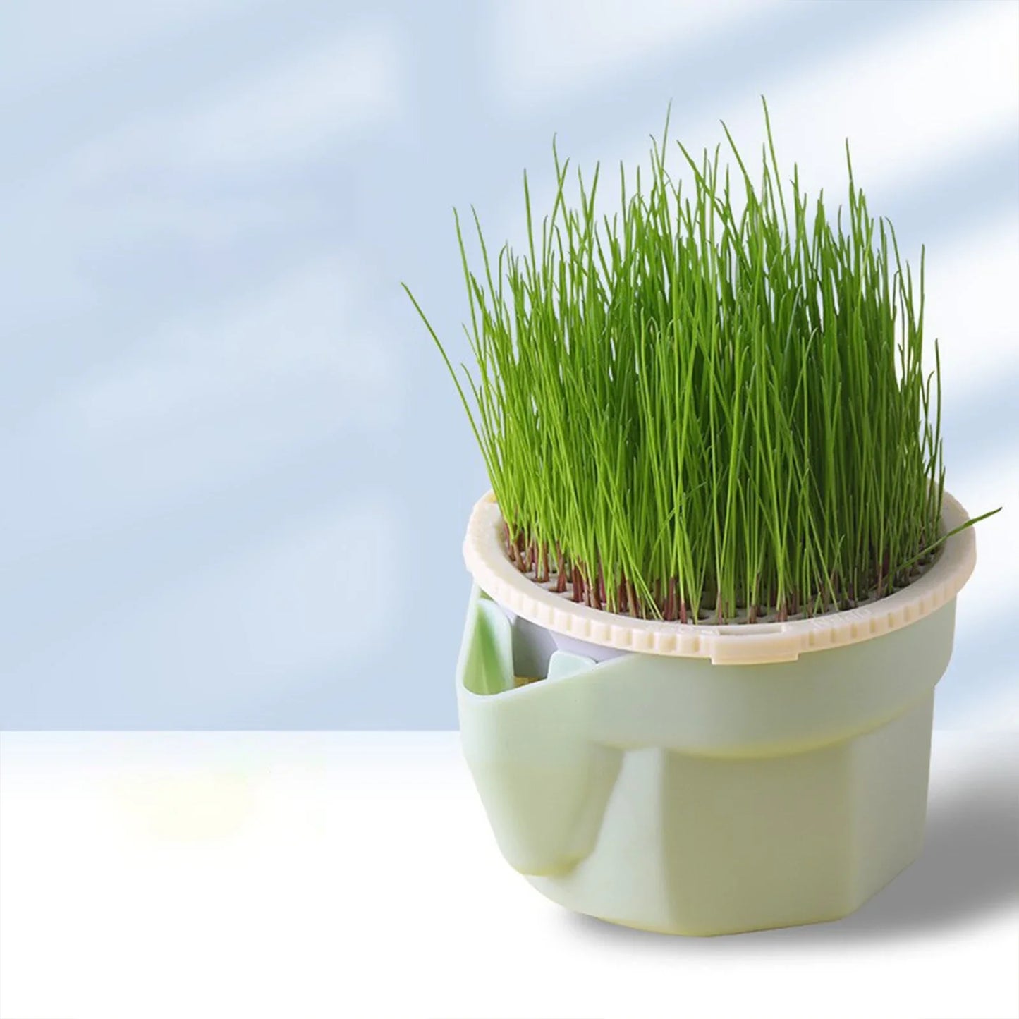 Carvallo Keimschale | Cat Grass Plant Cup | Made of food-safe PP | For wheatgrass, beans & more | Without soil