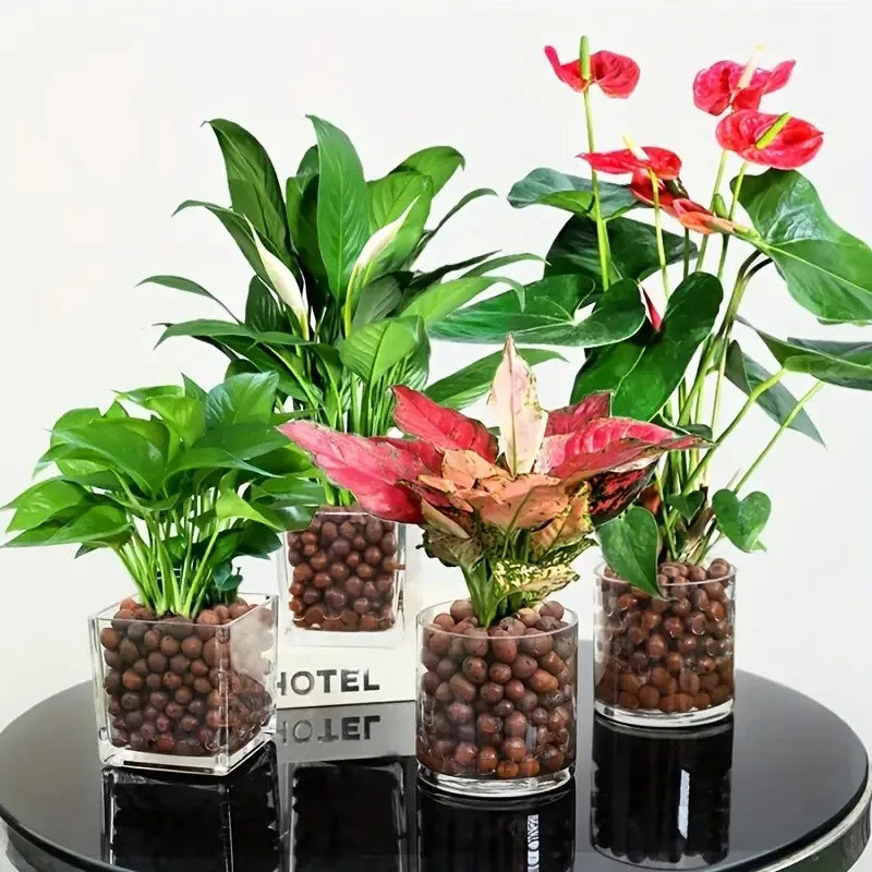 Carvallo Blähton Kulor | Organisk & Återanvändbar | För dränering & Hydroponik