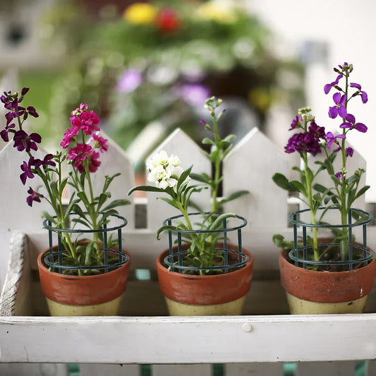 Carvallo växtstativ | Stabilt & Återanvändbart | För blommor & växthus