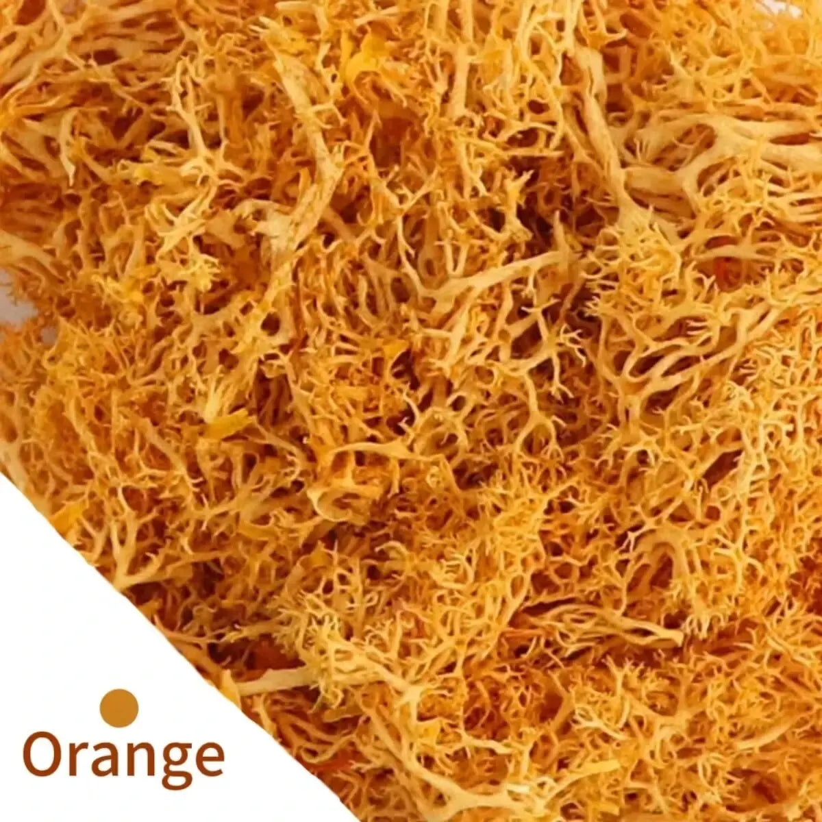 Carvallo Konstgjord mossa Dekogräs | 20 g / 40 g / 100 g | För DIY, miniatyrträdgårdar & hemtillbehör | Eviggrön & underhållsfri