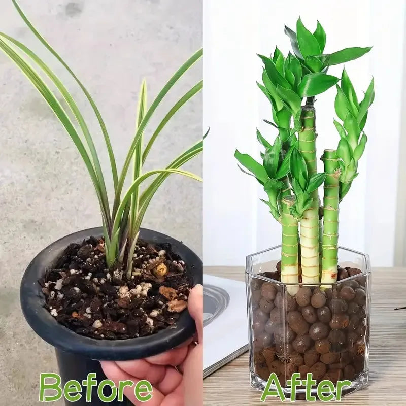 Carvallo Blähton-kulor | Organisk & Återanvändbar | Idealisk för dränering & Hydrokultur