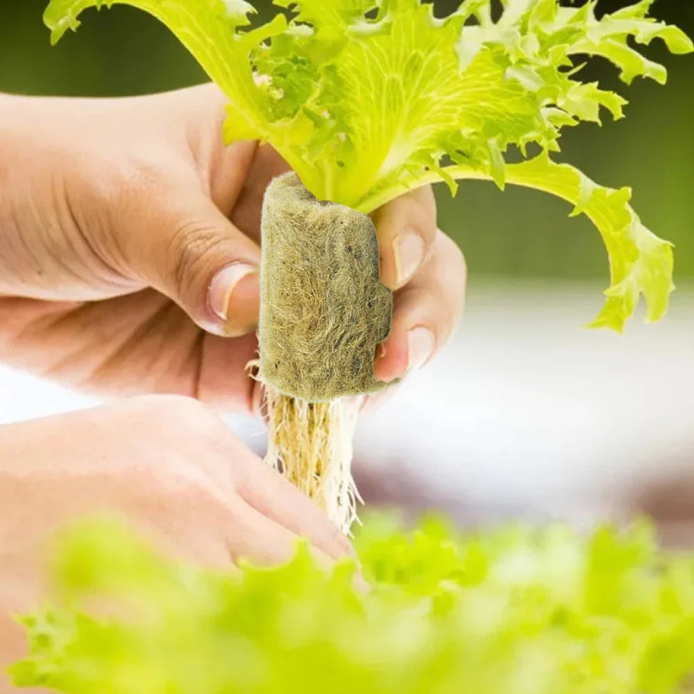 Carvallo Rootify StonePlugs | Stenullsubstrat för sticklingar & hydroponik | 10–200 stycken | Ø 2 × 2,7 cm