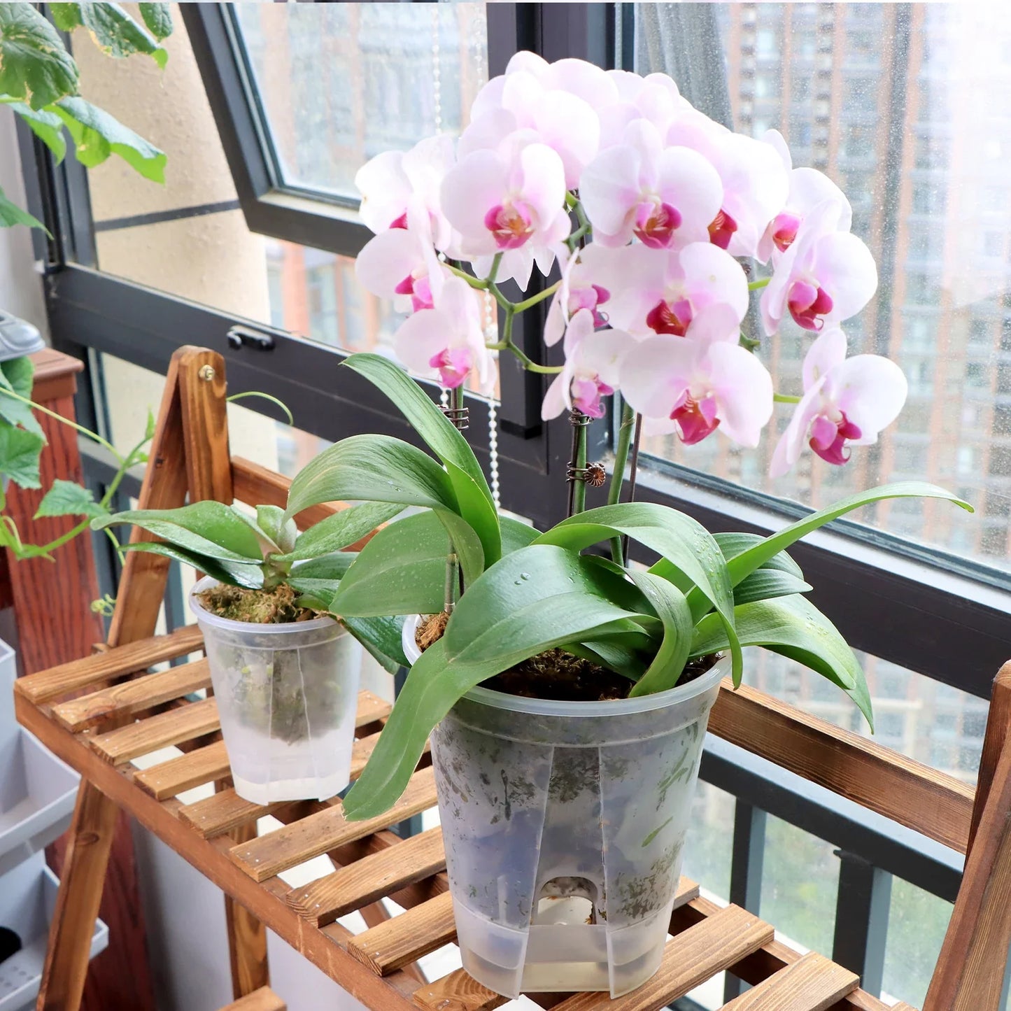 Carvallo Självvattnande Blumentopf | Transparent Design | För orkidéer & inomhusväxter | Med ventilation & vattentank