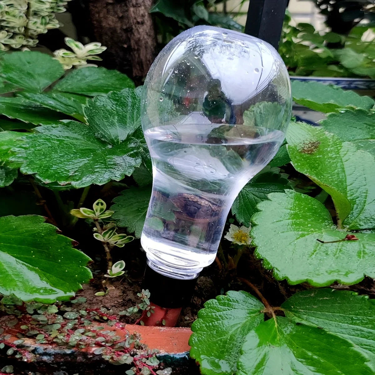 Carvallo AquaSpike | Automatisk växtvattnare | 320 ml | För rum- & balkongväxter