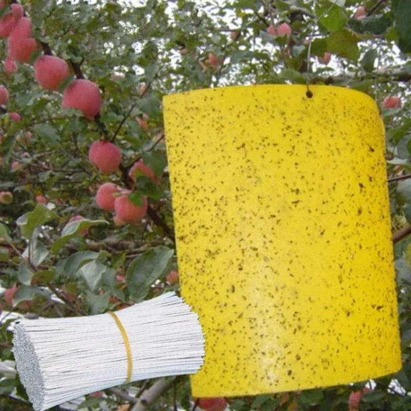 Carvallo Fruktflugefälla Gul | 20 stycken Dubbelsidiga | Giftfria & Miljövänliga | Klisterfällor för Insekter