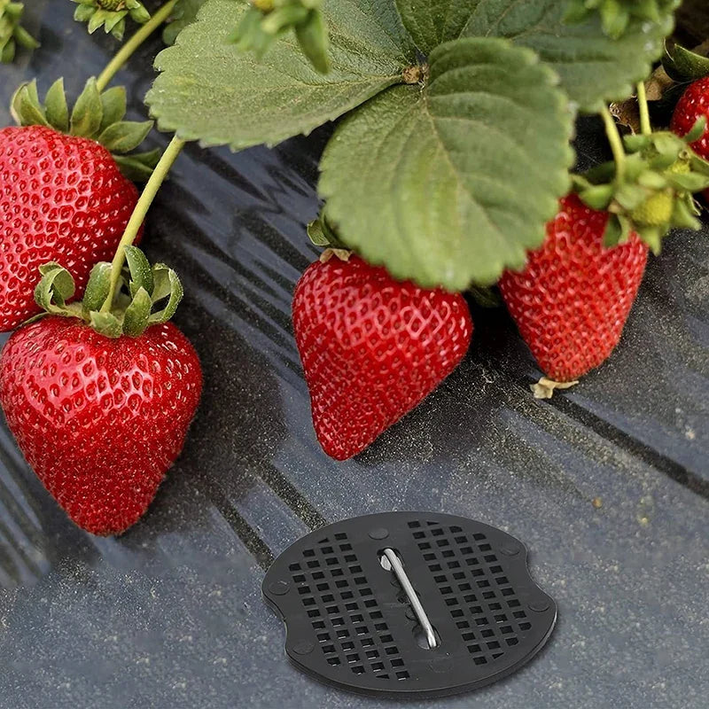 Carvallo Planter bag with 4/6/8/10 openings | Hanging & Breathable | For strawberries, tomatoes & herbs | Durable canvas fabric