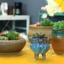 Carvallo växtunderlägg 10-pack Transparent | I 15 cm, 20 cm & 25 cm | BPA-fri & Mångsidig | För inomhusväxter & Hemmet