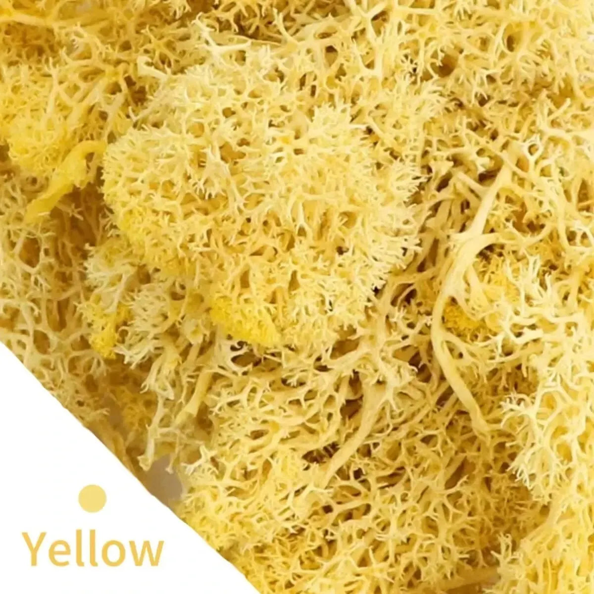 Carvallo Konstgjord mossa Dekogräs | 20 g / 40 g / 100 g | För DIY, miniatyrträdgårdar & hemtillbehör | Eviggrön & underhållsfri