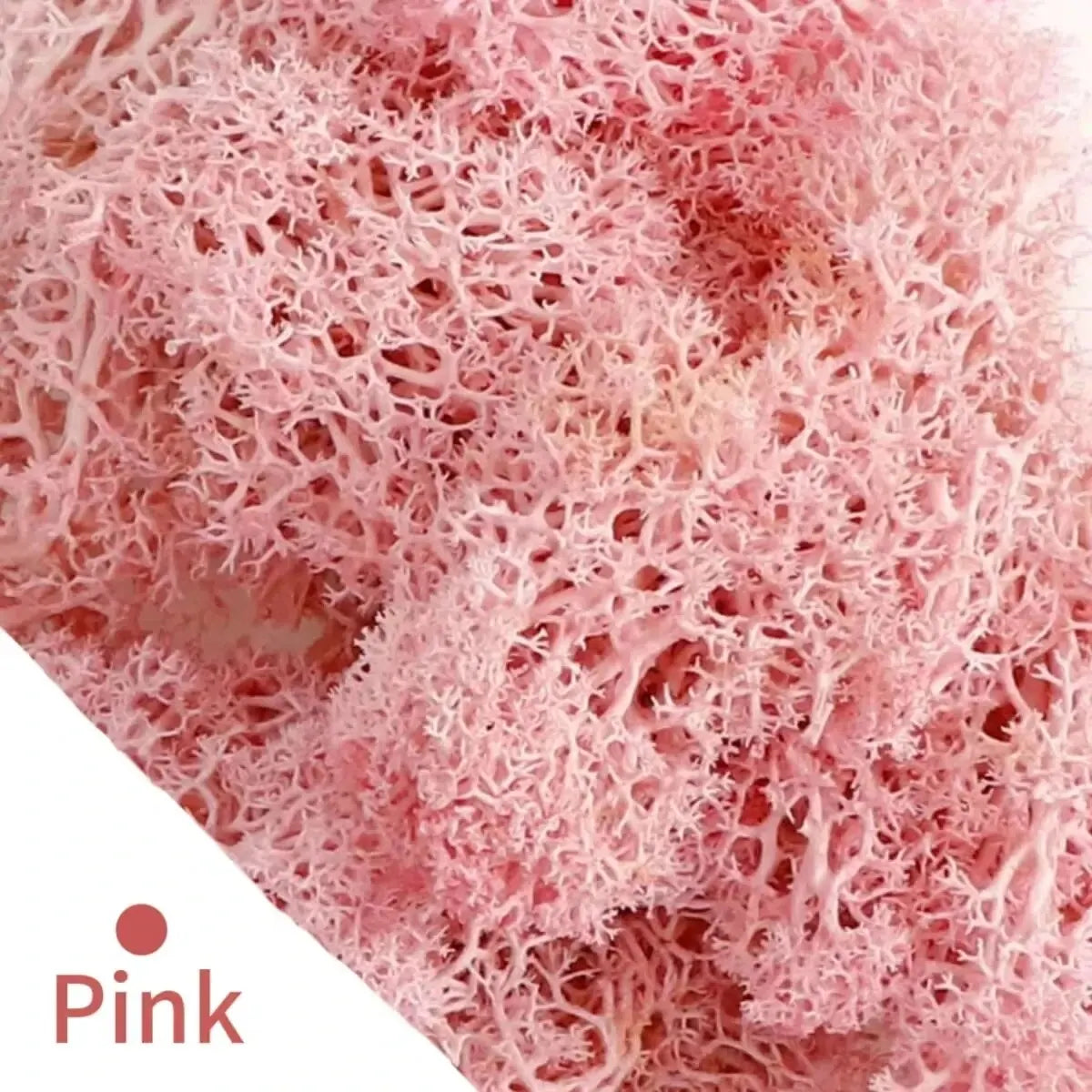 Carvallo Konstgjord mossa Dekogräs | 20 g / 40 g / 100 g | För DIY, miniatyrträdgårdar & hemtillbehör | Eviggrön & underhållsfri