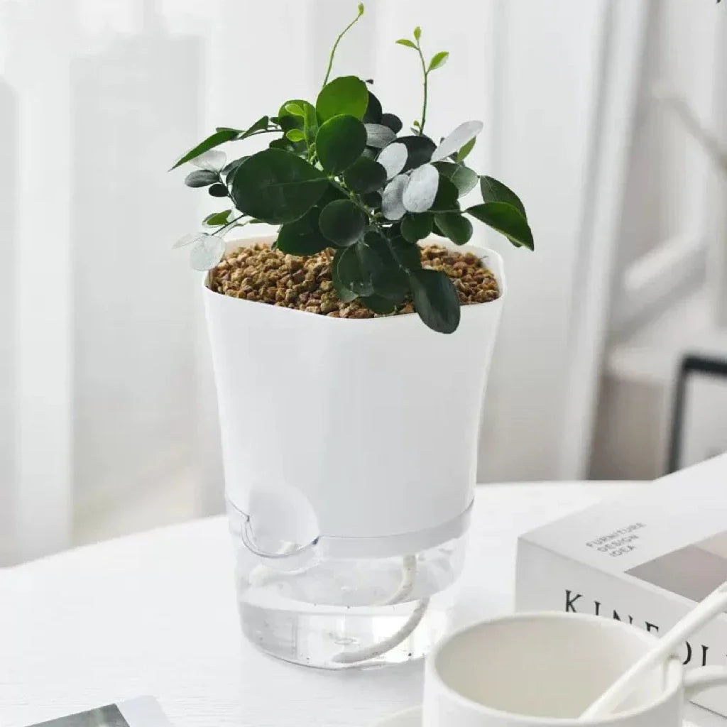 Carvallo Klarsicht | Självvattnande blomkruka | För suckulenter & inomhusväxter | Transparent plast