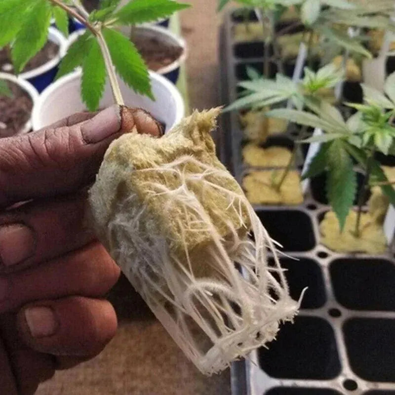 Carvallo GrowCube | För hydroponik & sådd | Luftgenomsläpplig & vattenabsorberande | 50-pack om 2,5×2,5×2,5 cm