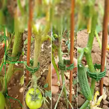 Carvallo växtklipp 100 stycken | Återanvändbar & Snabbkoppling | För tomater, gurkor & klätterväxter | Ø 2,5 cm