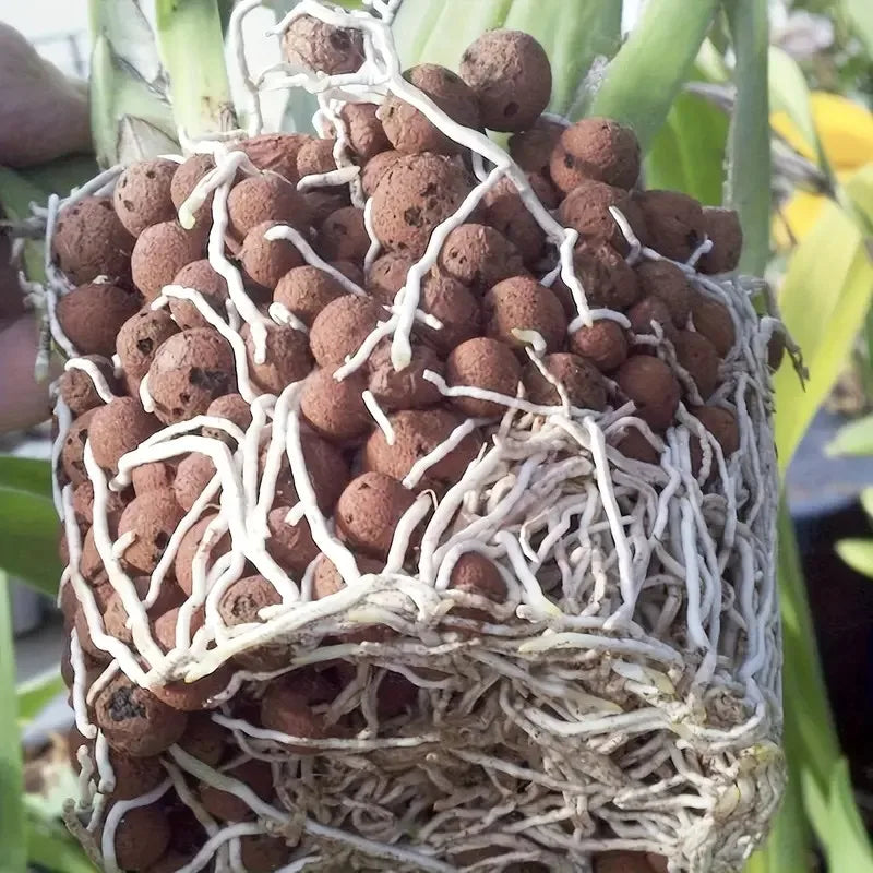 Carvallo Blähton Kulor | Organisk & Återanvändbar | För dränering & Hydroponik