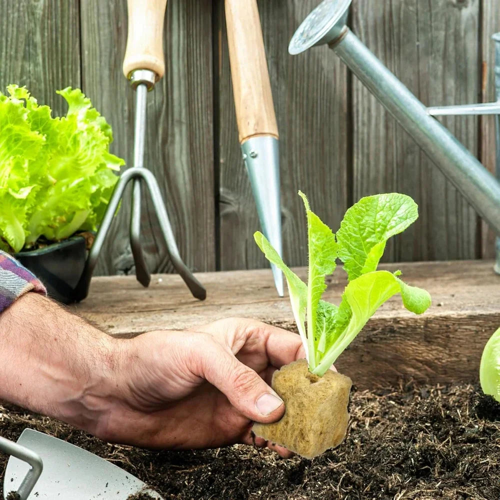 Carvallo Anzuchtkubbar för hydroponik | Steinullfria växtkubbar | Ideal för grönsaker, örter & blommor | 50/100/200/300/500 stycken