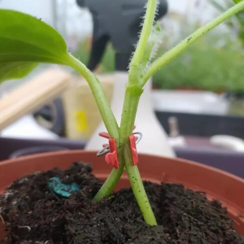 Carvallo växtklipp för trädgård & växthus | 10/20/50 stycken | Stöd- & klätthjälp för tomater, gurkor & plantor