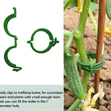 Carvallo växtklipp 100 stycken | Återanvändbar & Snabbkoppling | För tomater, gurkor & klätterväxter | Ø 2,5 cm