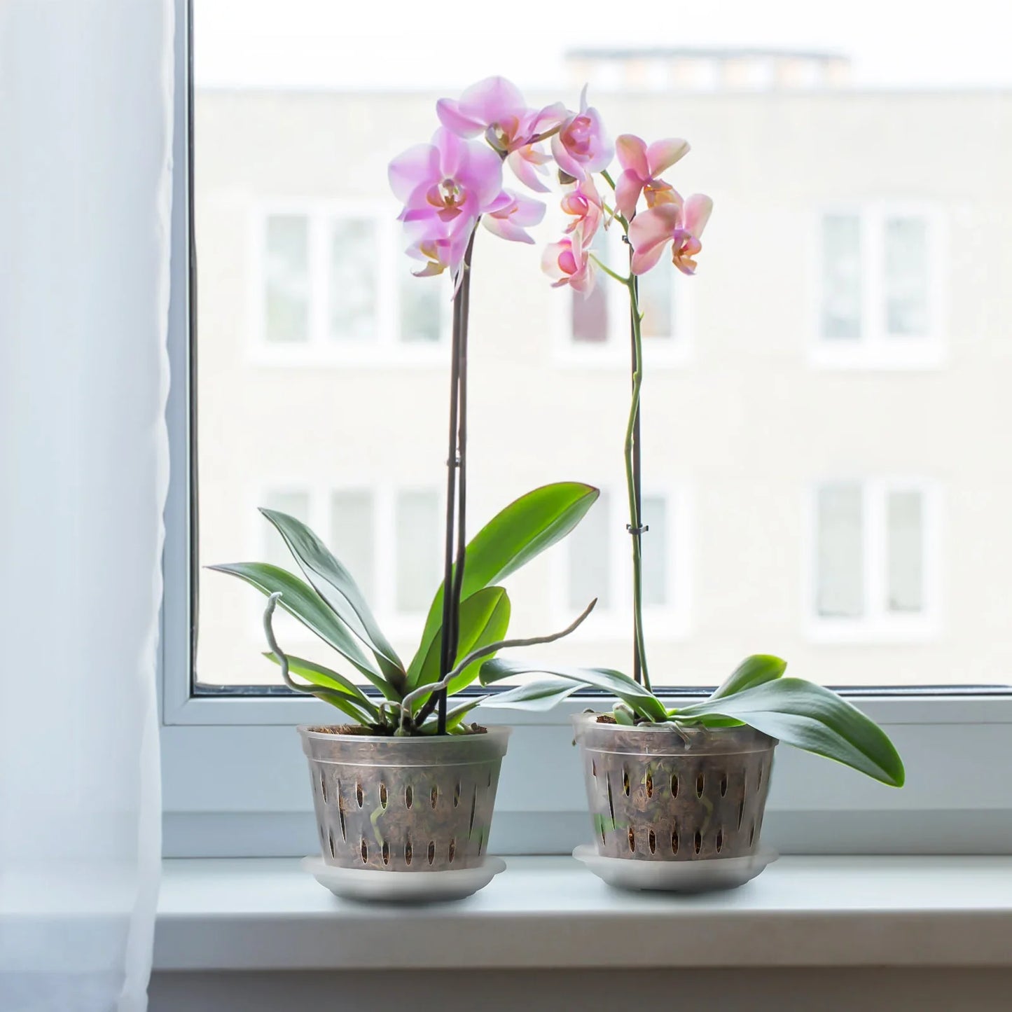 Carvallo Blomkrukor Klara | 5-pack | Med dräneringshål | Transparenta & Stabil – Florvista