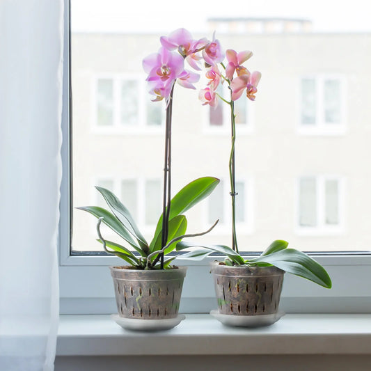 Carvallo Blomkrukor Klara | 5-pack | Med dräneringshål | Transparenta & Stabil – Florvista