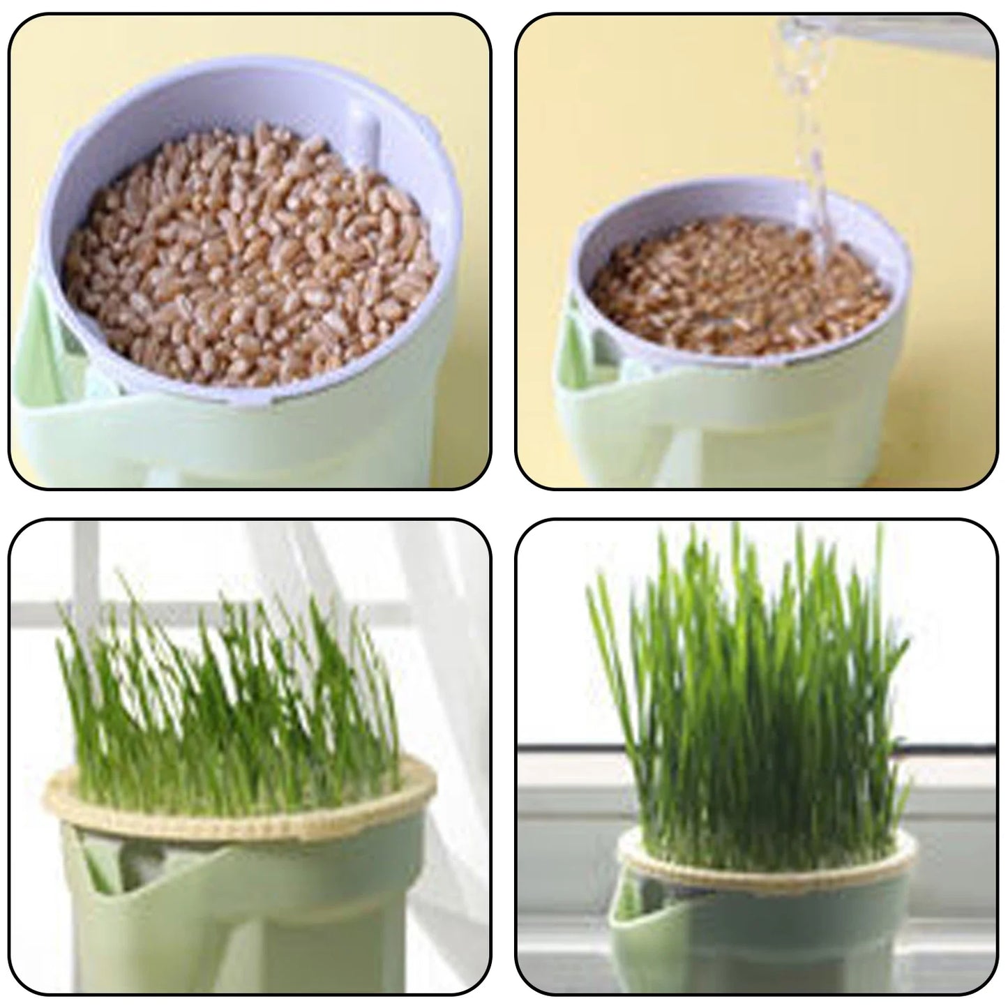 Carvallo Keimschale | Cat Grass Plant Cup | Made of food-safe PP | For wheatgrass, beans & more | Without soil