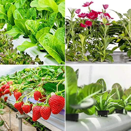 Carvallo Planter pot set Plantiva NetCup 25er set | Grid basket for hydroponics & aeroponics | Reusable & stable