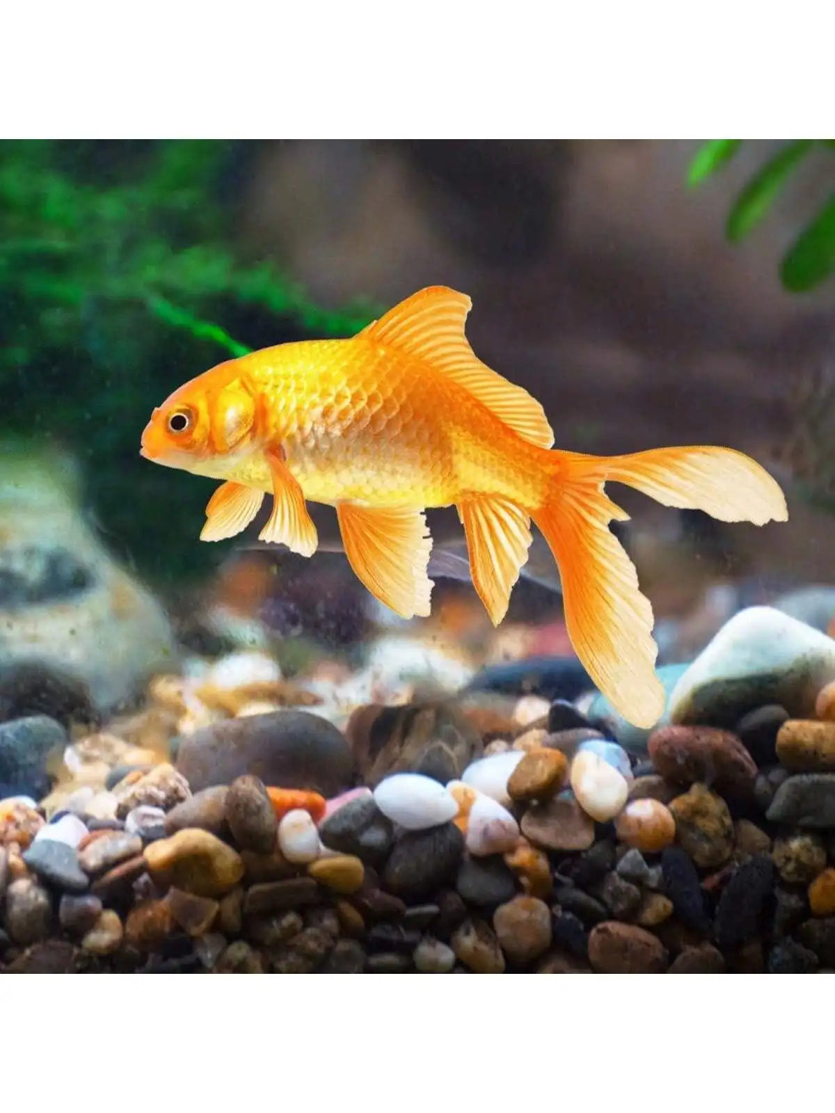 Carvallo ColorMix Dekorativa Natur-Kiselstenar i blandade färger | Smyckestenar för akvarium, trädgård och växtbehållare | Flodkisel för markbeläggning