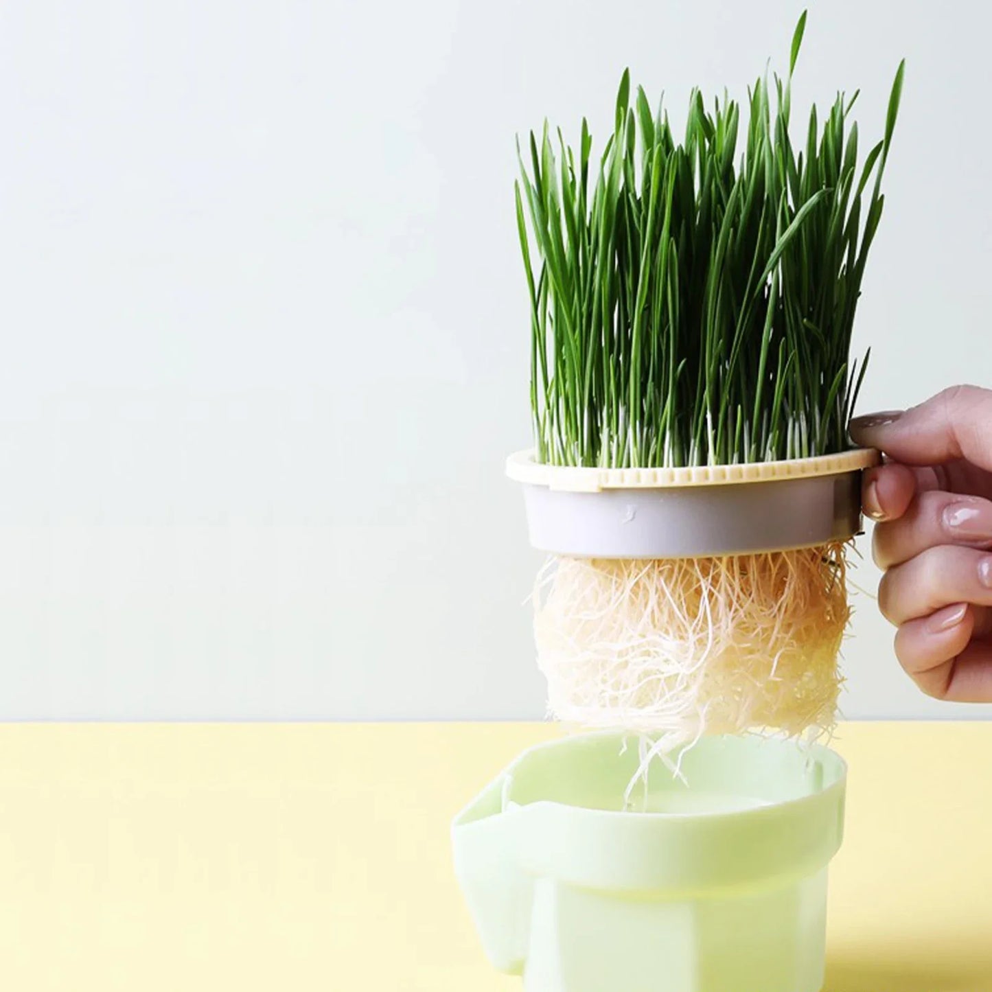 Carvallo Keimschale | Cat Grass Plant Cup | Made of food-safe PP | For wheatgrass, beans & more | Without soil