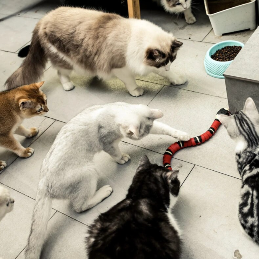 Carvallo - Intelligenta Sensorsängar