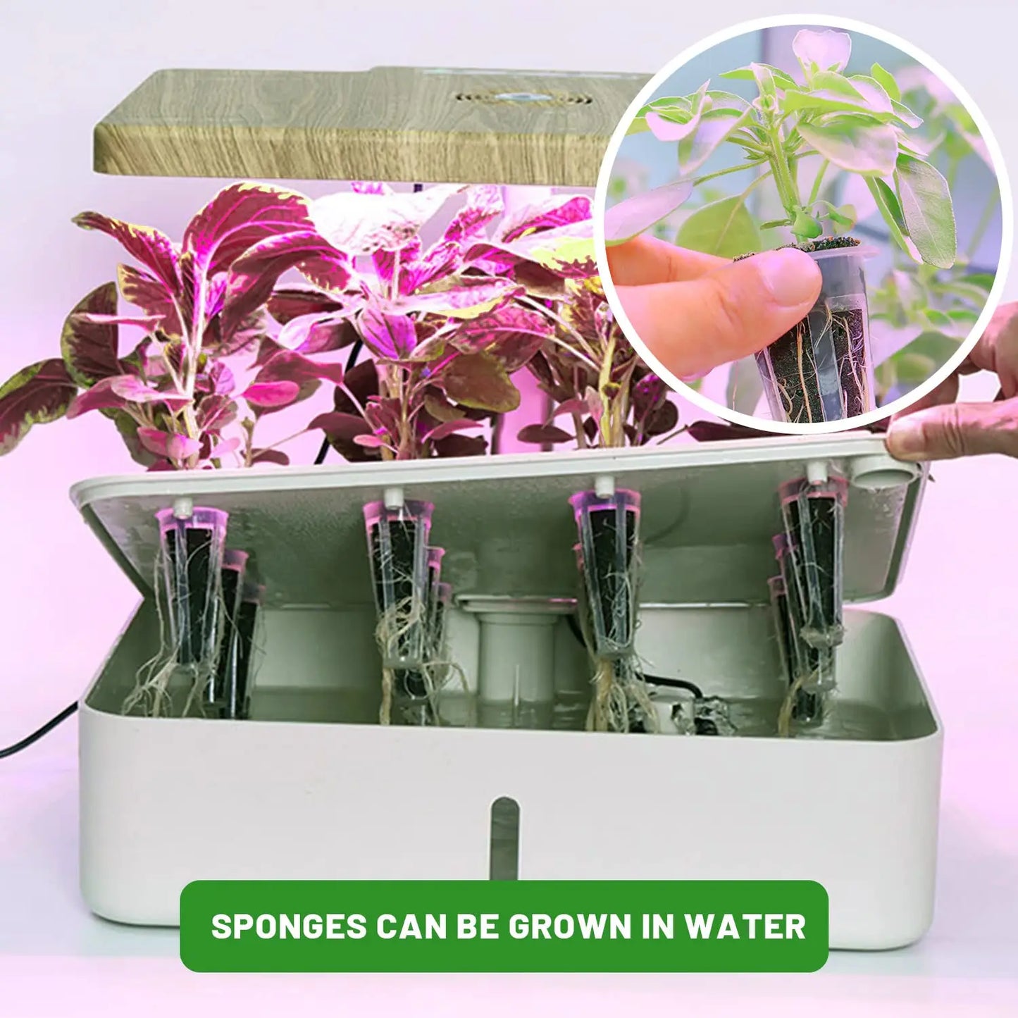 Carvallo Anzuchtsvampar 50 stycken | Ersättningsväxtsvampar för hydrokultur & jord | För örter, grönsaker & blommor