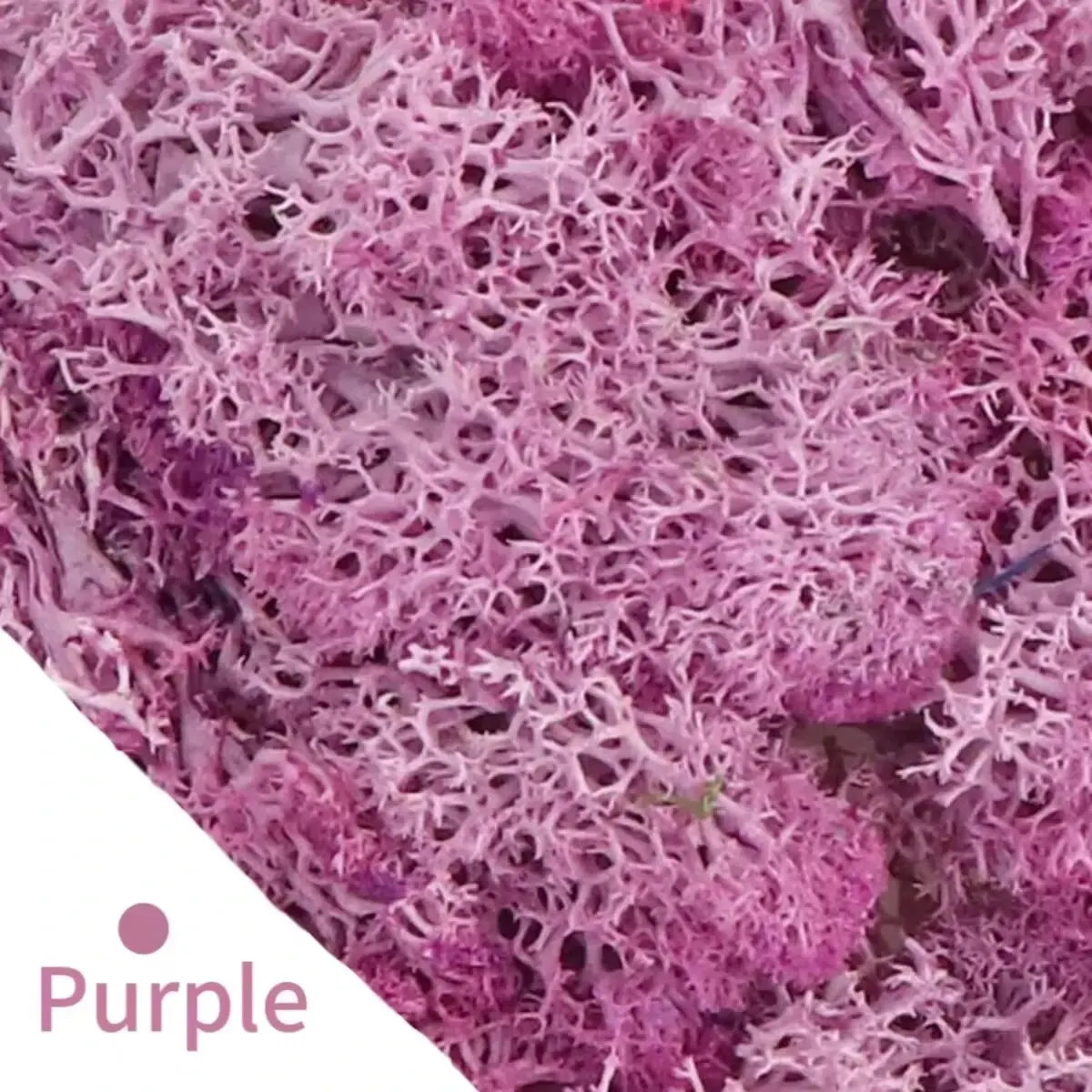 Carvallo Konstgjord mossa Dekogräs | 20 g / 40 g / 100 g | För DIY, miniatyrträdgårdar & hemtillbehör | Eviggrön & underhållsfri