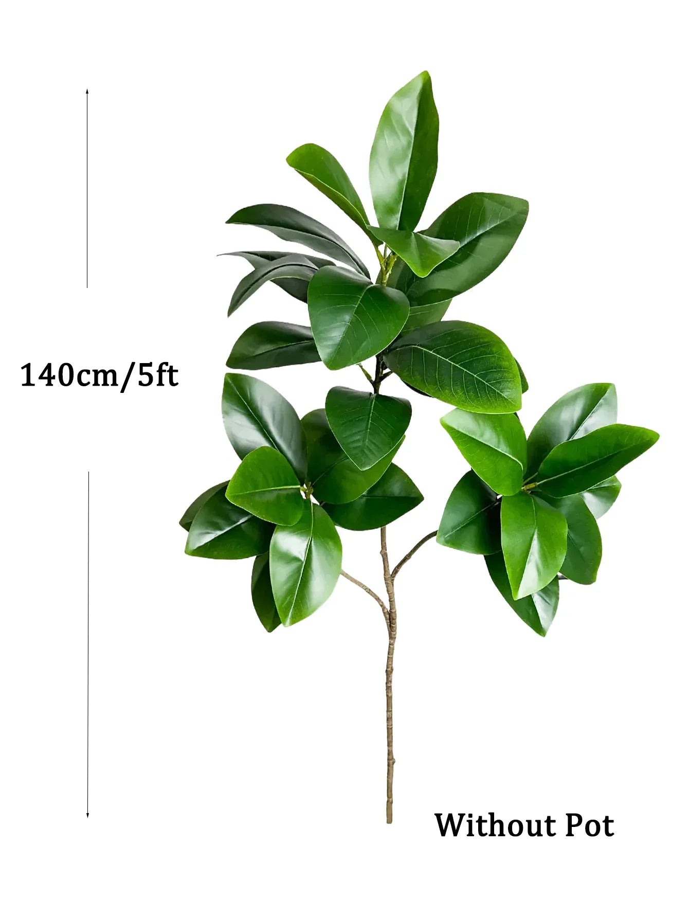 Carvallo Evergrünia | Gummiträd Ficus | 70–135 cm Höjd | Naturtroget utseende för inomhus & utomhus