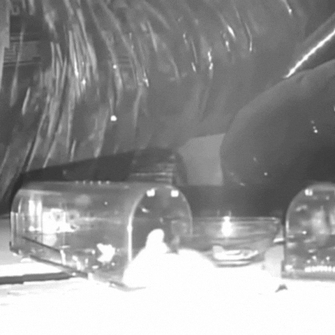 Royallure Human Musfälla 4-Pack – Ingen beröring, Barn & Husdjursäker, Enkel installation