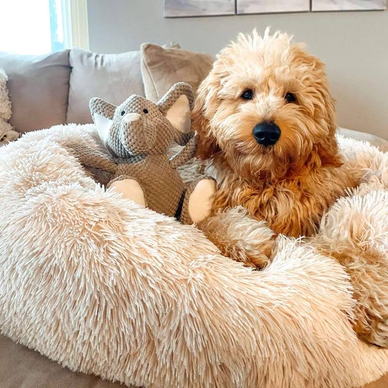 Ortopedisk Plush Donut Hundsäng