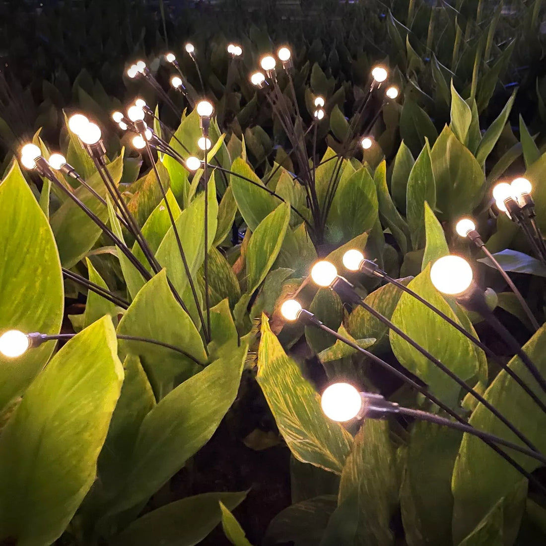 Solenergi Eldfluga Trädgårdsbelysning - 10 LED Lampor