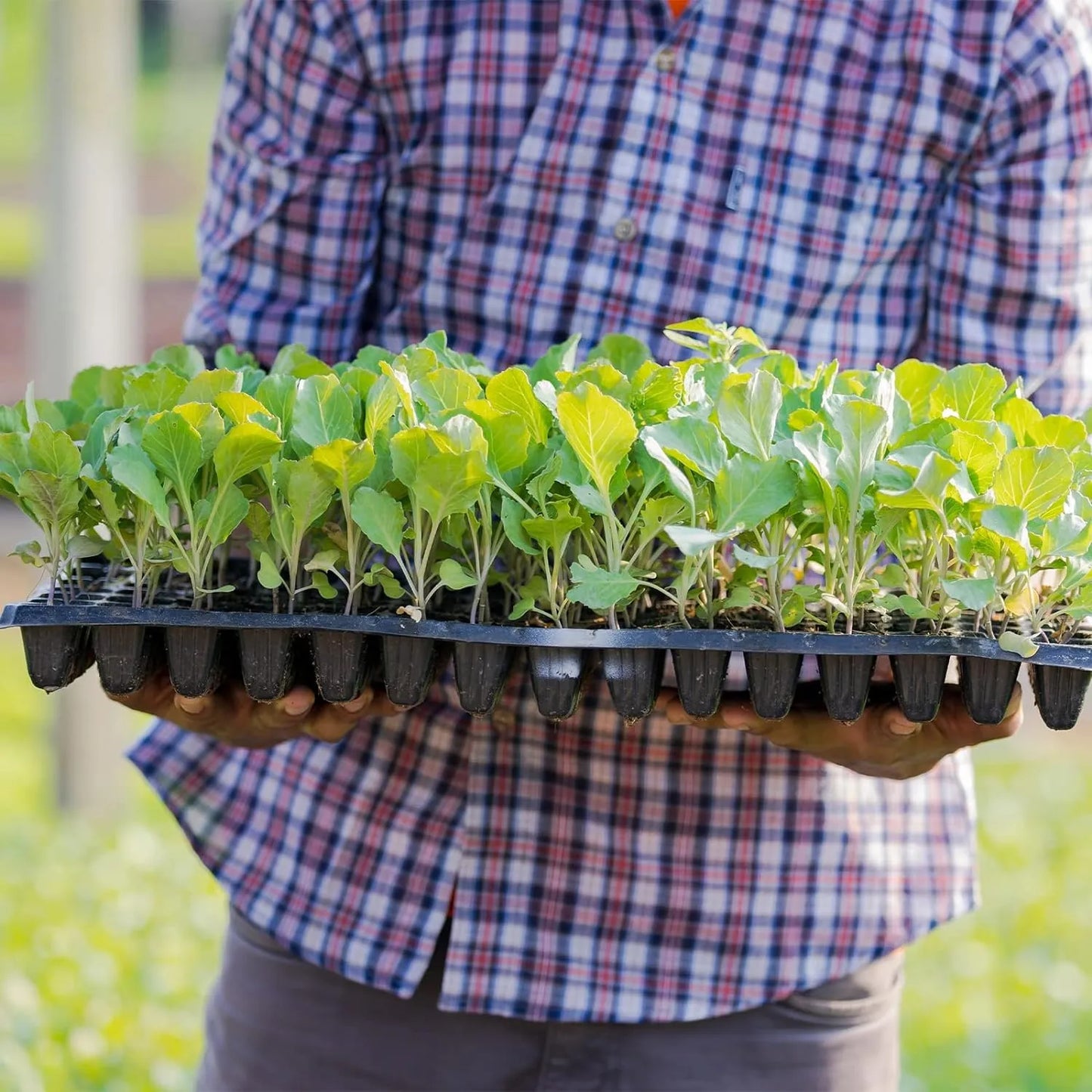 Rektangulär växtskål – såddskål för effektiv groning och tillväxt av plantor