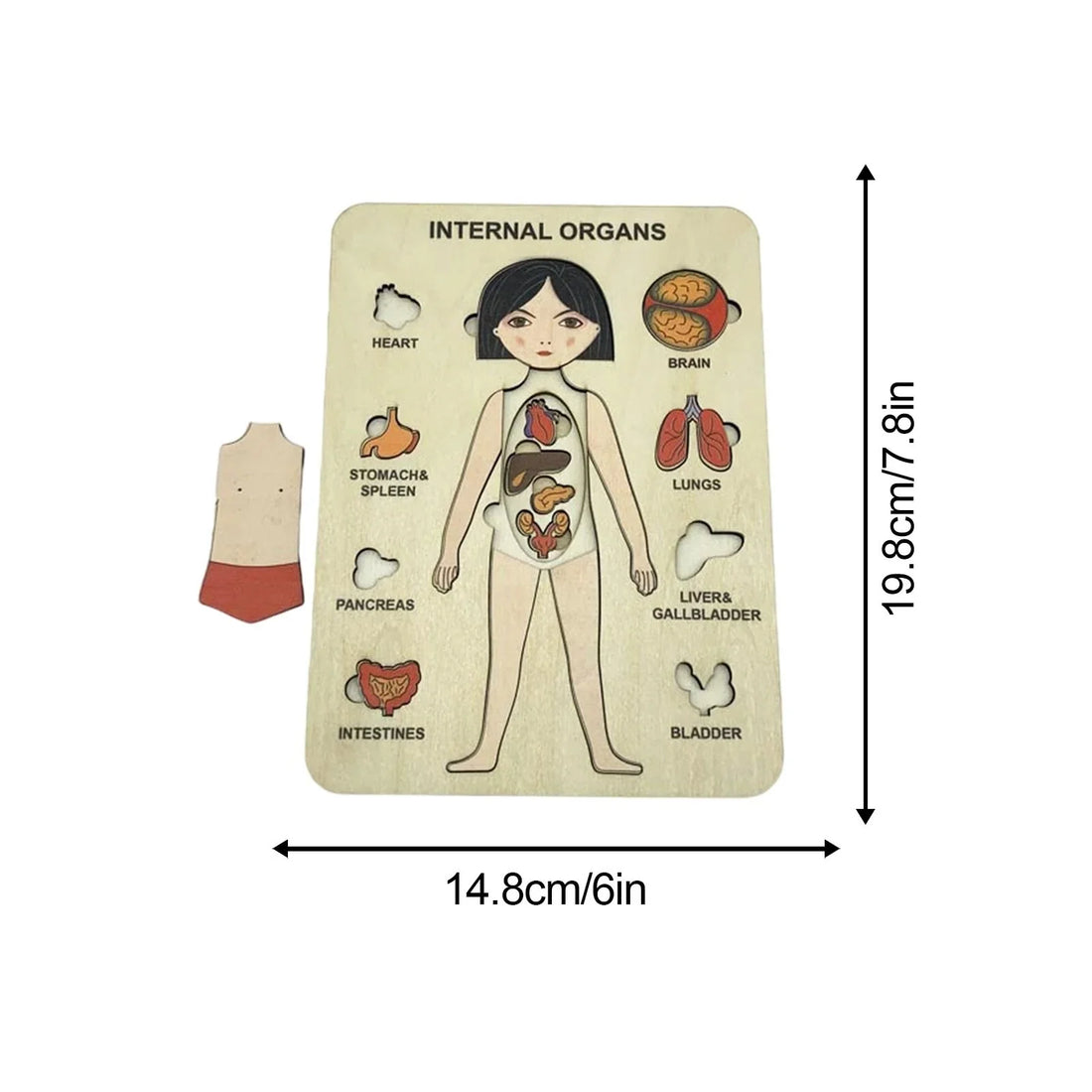 BodyExplorer | Upptäck den mänskliga kroppen - Stapel Pussel