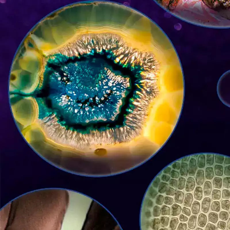 Carvallo – Stora upptäckter i fickformat.