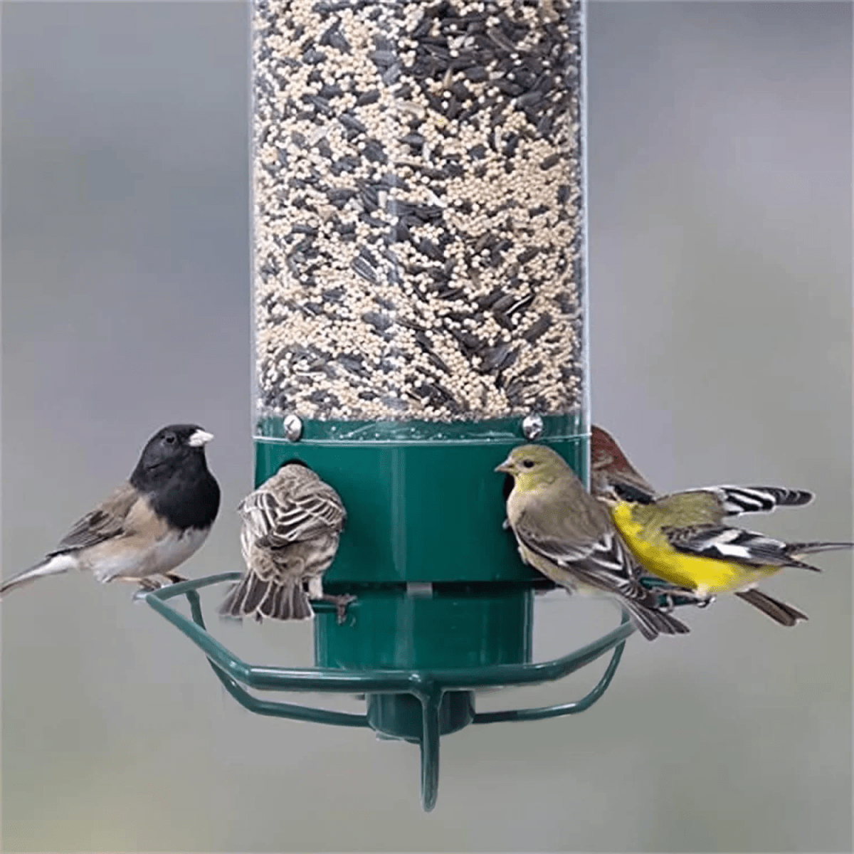 FEEDERGUARD – Ekorre-säker fågelhus för trädgården