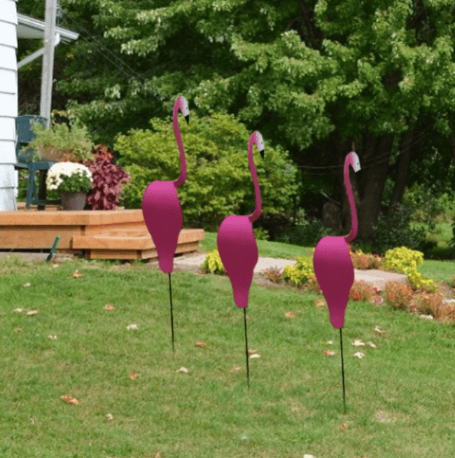 Carvallo - Graciös Roternade Fågel För En Fin Trädgård